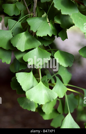 Blätter des Baumes tausend, Ginkgo Biloba, Ginkgoaceae, Süd-Ost-China Stockfoto