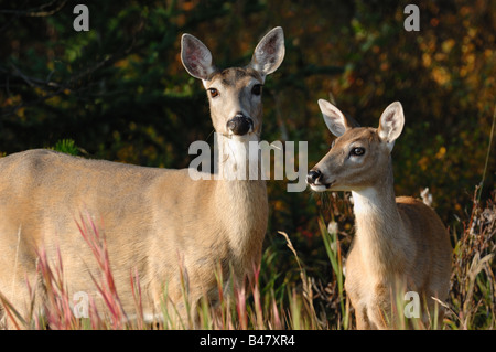 Whitetail Deer 0803 Stockfoto