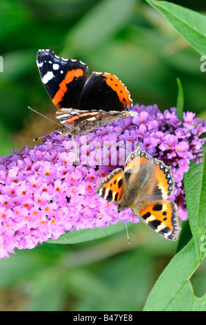 Schmetterlinge, Red Admiral Vanessa Atalanta und kleiner Fuchs Algais Urticae Fütterung auf Sommerflieder Stockfoto