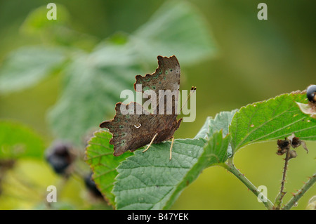 Schmetterling Komma Polygonia c-Album ruht auf Bramble Blatt Norfolk UK September Stockfoto