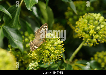 Schmetterling gesprenkelt Holz Pararge Aegeria Fütterung auf gemeinsame Ivy Hedera Helix Norfolk UK September Stockfoto