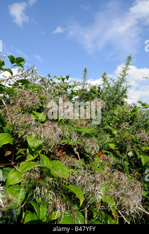 Clematis Vitalba alten mans Bart Reisende Freude wachsen in Hecke Samen Kopf Federn Norfolk UK September zeigen Stockfoto