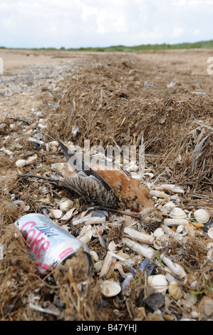 Toten Bar tailed Limosa Limosa Uferschnepfe auf Tideline Norfolk UK August Stockfoto