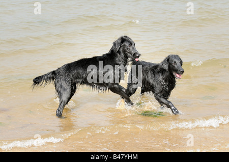 Zwei schwarze Hunde flat coated Retriever spielen im Meer UK Stockfoto