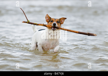 Hund-Terrier läuft in das Meer mit großen Stick UK Stockfoto