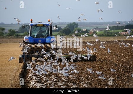 Traktor-Pflügen in Getreidestoppeln mit schwarze Spitze Möwen nach dem Pflug Norfolk UK September Stockfoto