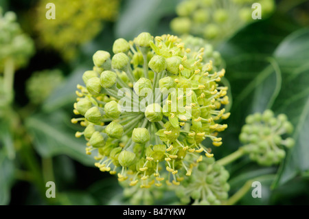 Blütenstand von gemeinsamen Ivy Hedera Helix Nahaufnahme Schuss zeigt offene und geschlossene Blumen Norfolk UK September Stockfoto