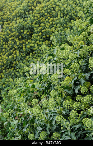 Gemeinsamen Efeu Hedera Helix zeigt Masse des blühenden Köpfe Norfolk UK September Stockfoto