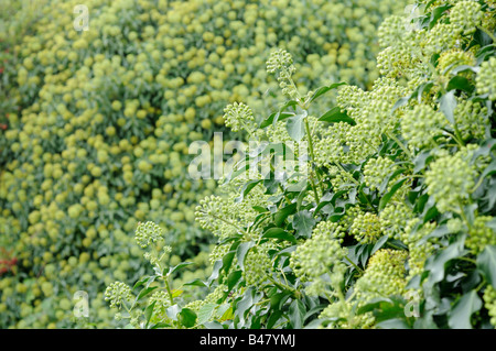 Gemeinsamen Efeu Hedera Helix zeigt Masse des blühenden Köpfe Norfolk UK September Stockfoto