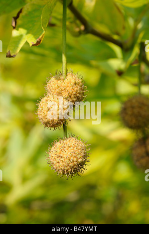 Platane Ahornblättrige Platane Platanus X hispanica Nahaufnahme Schuss von fruchttragenden Kätzchen Norfolk UK September Stockfoto