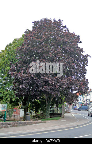 ACER PLATINOIDES CRIMSON KING AGM Stockfoto