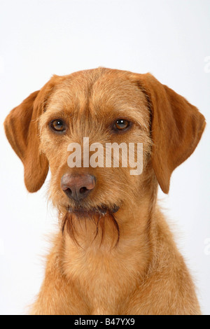 Ungarische Wire haired zeigen Hund Magyar Vizsla Stockfoto