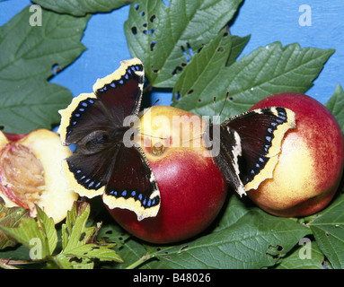 Zoologie / Tiere, Insekten, Schmetterlinge, Camberwell Schönheit, ((Nymphalis antiopa), zwei Motten auf Nektarinen, Vertrieb: Europa, m Stockfoto