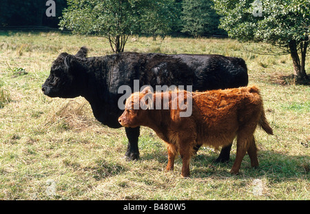 Zoologie / Tiere, Säugetier / Säugetier-, Wisent, europäischen Bisons (Bison Bonasus), mit Kalb, stehend auf Wiese, Norddeutschland Stockfoto