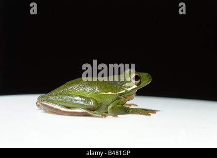 Zoologie / Tiere, Amphibien, Frösche, Laubfrösche, amerikanischen grünen Laubfrosch (Hyla Cinerea), Studio, Aufnahme, Verteilung: North Amer Stockfoto