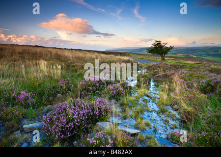 Blühende Heide auf Dunkery Hügel im Sommer Exmoor Nationalpark Somerset England Stockfoto