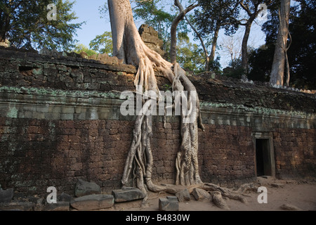 Baum Kapok (Ceiba Pentandra), aka Seide Baumwolle Baum wächst auf einer Wand im Ta Prohm, Angkor, Kambodscha Stockfoto