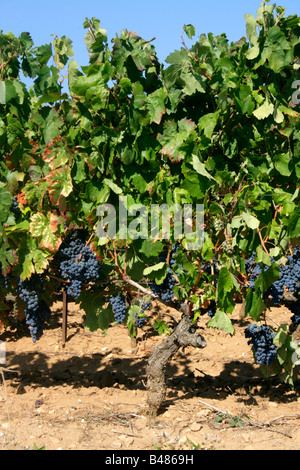 reife Trauben wachsen in Cabardes Frankreich bereit für die Kommissionierung kurz vor der Ernte vindange Stockfoto