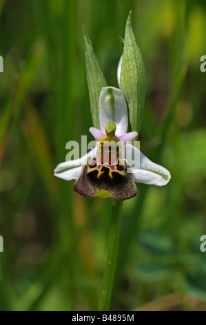 Späten Spider Orchid (Ophrys Holoserica, Ophrys Fuciflora), Blüte Stockfoto