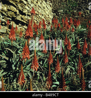 Botanik, Aloe (Aloe Vera), Aloe vera, auf dem Feld - Additional-Rights Clearance-Info - Not-Available Stockfoto