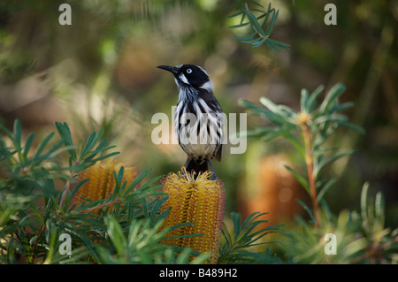 Neues Holland Honigfresser (Phylidonyris Novaehollandiae) auf Banksia Spinulosa Blume, seinem Gebiet beobachten. Stockfoto