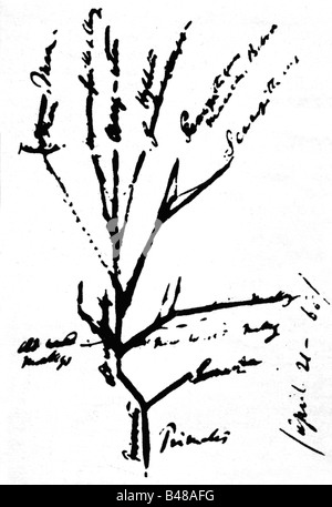 Darwin, Charles Robert, 12.2.1809 - 19.4.1882, britischer Naturforscher, grafischer Entwurf des Stammbaums des Primas, Stockfoto