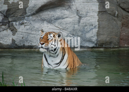 Ein Gefangener sibirischer Tiger (Panthera Tigris Altaica) in einem Teich. Stockfoto