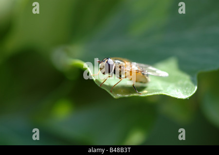 Eine Fliege auf einem Blatt Stockfoto