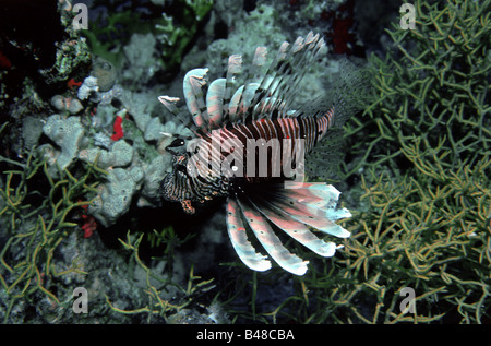 Zoologie/Tiere, Fische, Feuerfische, Rot Rotfeuerfische (Pterois muricata), Unterwasser, Distribution: Western Indo Pazifik, Rotes Meer,, Additional-Rights - Clearance-Info - Not-Available