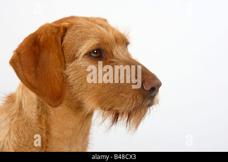 Ungarische Wire haired zeigen Hund Magyar Vizsla Stockfoto