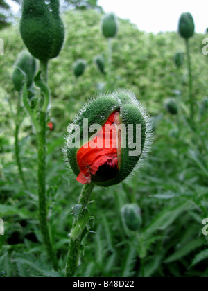 Ein Papaver Orientale, orientalische Mohn, ebenso wie die Blume entsteht aus seiner Pod. Stockfoto