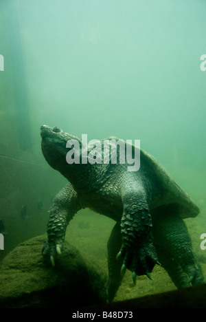 Eine große Schnappschildkröte (Chelydra Serpentina) in Gefangenschaft liegt am unteren Rand der Tank auf dem Toronto zoo Stockfoto