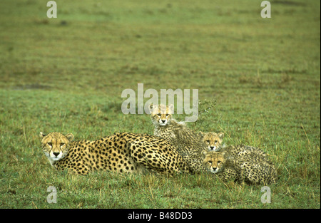 Zoologie/Tiere, Säugetiere, Säugetier/Gepard, (Acinonyx jubatus), cheetah mit Welpen, Masai Mara, Kenia,, Additional-Rights - Clearance-Info - Not-Available Stockfoto