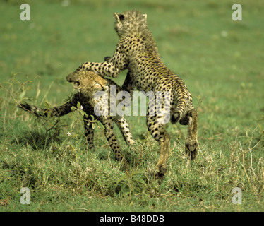 Zoologie/Tiere, Säugetiere, Säugetier/Gepard, (Acinonyx jubatus), zwei Geparden Welpen spielen, Masai Mara, Kenia,, Additional-Rights - Clearance-Info - Not-Available Stockfoto