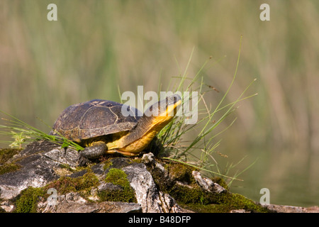 Blandings Schildkröte (Emydoidea Blandingii) Stockfoto