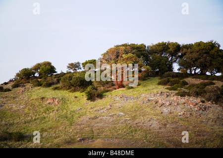 Die roten Stamm eine pazifische Madrone (Arbutus Menziesii) unterscheidet sich von einem bewaldeten Hügel, Marin County Kalifornien USA Stockfoto