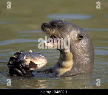 Zoologie/Tiere, Säugetiere, Säugetier/Martens, Riesenotter (Pteronura brasiliensis), Fisch zu essen, im Wasser, im Pantanal, Brasilien, Verbreitung: Südamerika, Additional-Rights - Clearance-Info - Not-Available Stockfoto