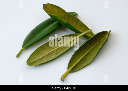 sansevieria bestellen Sansevieria straight (Bogenhanf) kaufen
