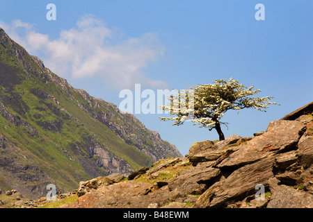 Einsamer Baum-Pass von Llanberis Snowdonia Wales Stockfoto