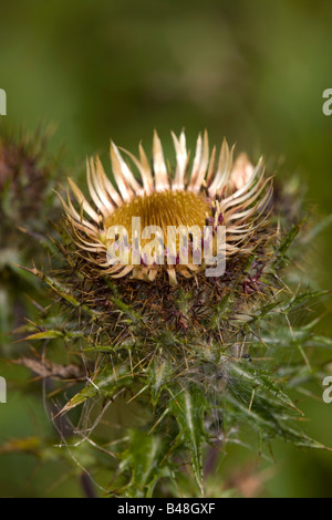 Carline Distel Carlina vulgaris Stockfoto