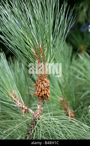 Coulter-Kiefer oder Big-Kegel-Kiefer, Pinus Coulteri, Tannenbäumen, Kalifornien und North-West-Mexiko. Stockfoto