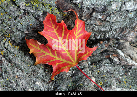 Eine rote Sugar maple leaf mit gelben Adern auf Ahorn Baum Rinde in Toronto, Kanada Stockfoto
