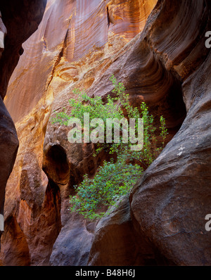 Pflanze wächst in der Felswand, Buckskin gulch Stockfoto