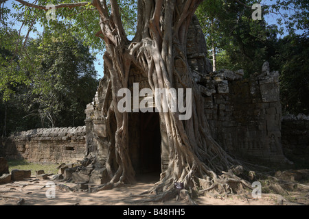 Trang-Baum (Ficus Altissima) auf Ta Som Angkor, Kambodscha Stockfoto