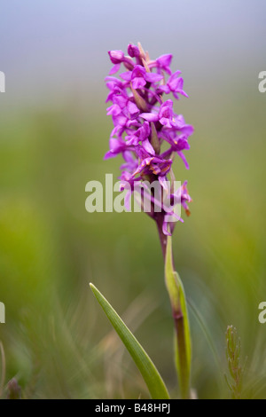 duftende Orchidee Gymnadenia Conopsea in voller Blüte cornwall Stockfoto