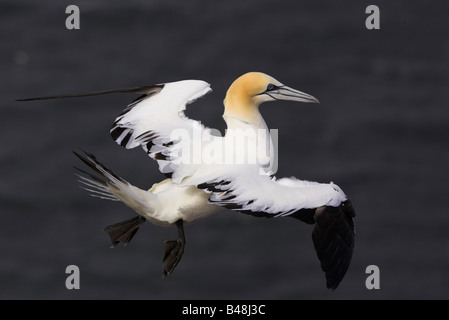 Basstoepel Basstölpel Morus Bassanus früher Sula Bassana Stockfoto