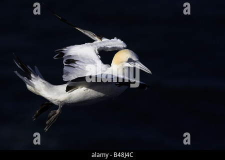 Basstoepel Basstölpel Morus Bassanus früher Sula Bassana Stockfoto