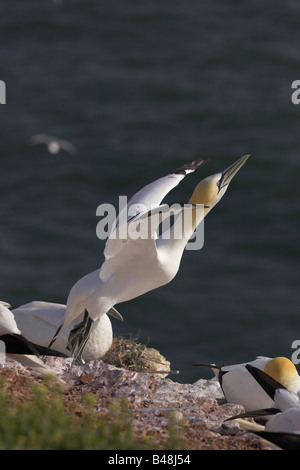 Basstoepel Basstölpel Morus Bassanus früher Sula Bassana Stockfoto