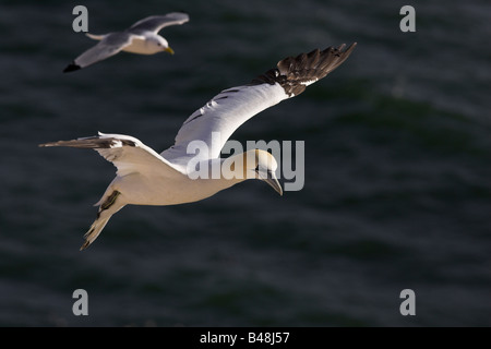 Basstoepel Basstölpel Morus Bassanus früher Sula Bassana Stockfoto