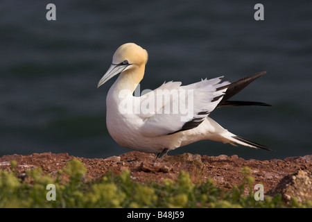 Basstoepel Basstölpel Morus Bassanus früher Sula Bassana Stockfoto